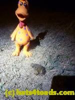 /home//u458753944/public_html/sourcegallery////////Roxborough Toad Detour/2013-2019/2013/2013-04-09/P1120058.JPG